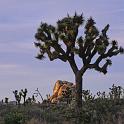 Joshua Tree